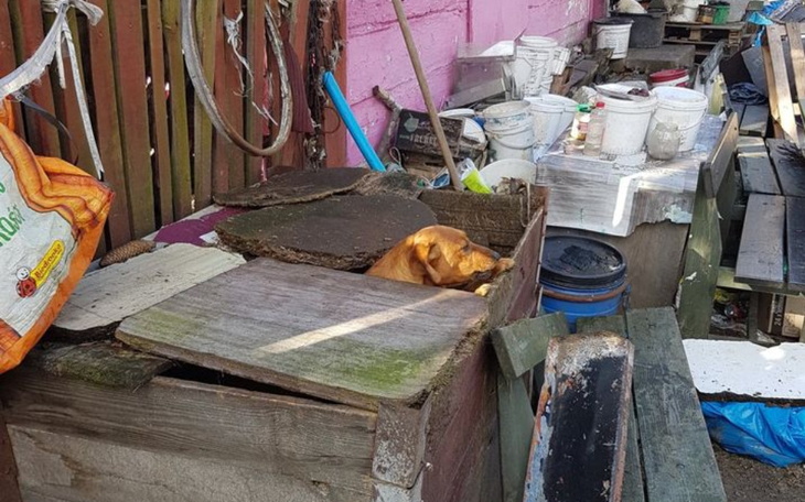 Zbiórka Nowe życie łańcuchowych psów - zdjęcie główne