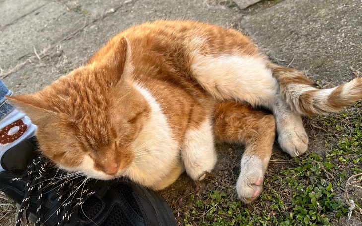 Rudy kotek śpiący przy nodze właściciela.