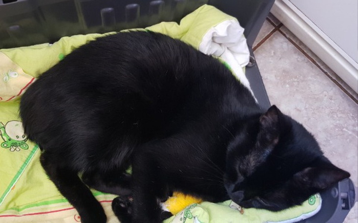 Zbiórka Operacja kręgosłupa kota - zdjęcie główne