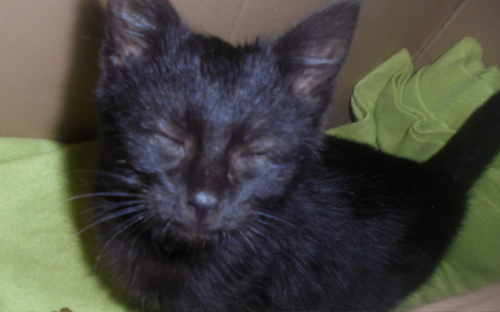 Zbiórka Wyrwany śmierci Węgielek prosi.. - zdjęcie główne