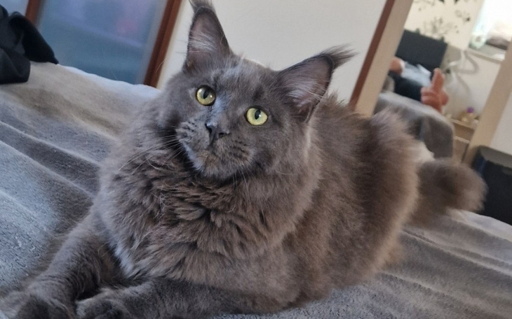 Zbiórka Ratunek dla Goyi - zdjęcie główne