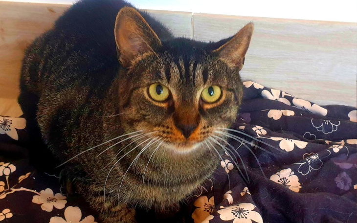 Zbiórka Fipowe trio część 1 - zdjęcie główne