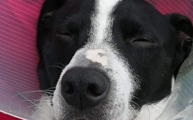 Zbiórka Ratujemy łapę Bentleya - zdjęcie główne