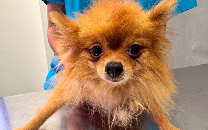 Pies rasy Pomeranian z puszystym futrem.