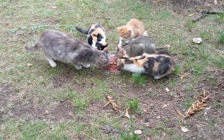 Zbiórka Kotki do sterylizacji - zdjęcie główne