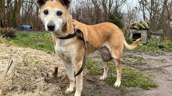 Zbiórka Latami czekały na pomoc - miniaturka zdjęcia