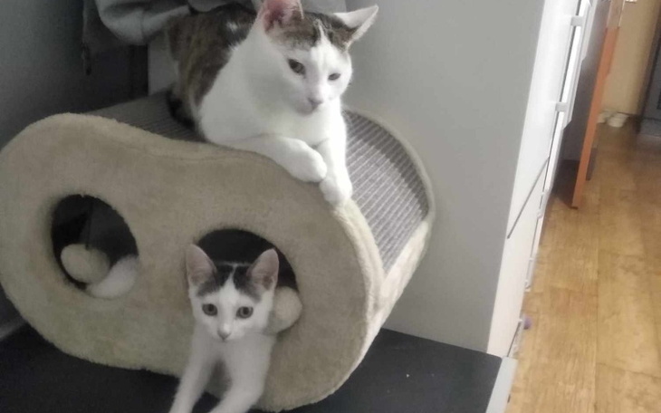 Zbiórka na utrzymanie zwierzaczków - zdjęcie główne