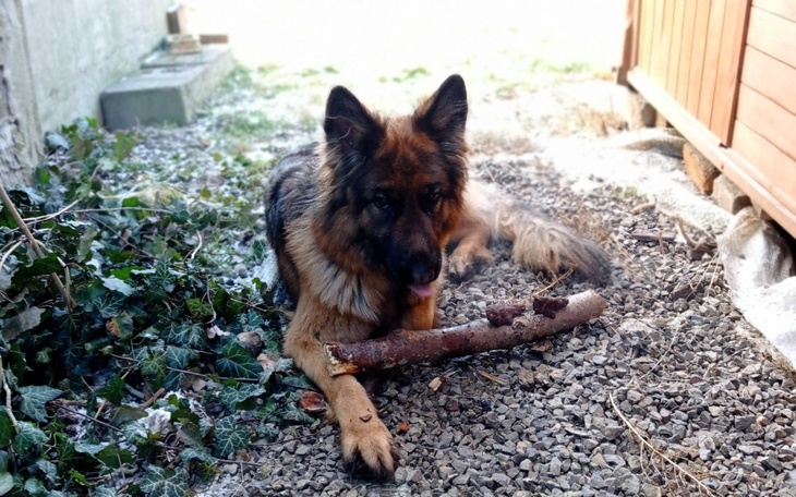 Zbiórka karma dla psieska - zdjęcie główne