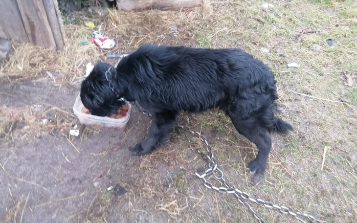 Czarny pies przy misce z jedzeniem, na łańcuchu.