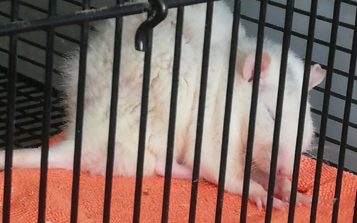 Zbiórka Na leczenie mojego szczóra - zdjęcie główne