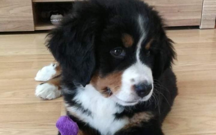 Zbiórka zbieranie dla psa ady - zdjęcie główne