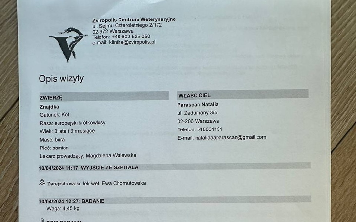 Zbiórka Zmarła bezdomna kotka - zdjęcie główne