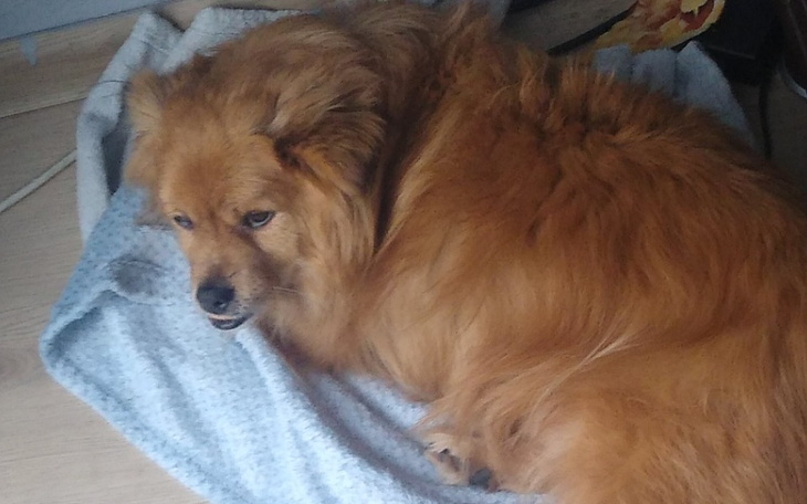 Zbiórka Pomoc dla mojego pieska gustawa - zdjęcie główne