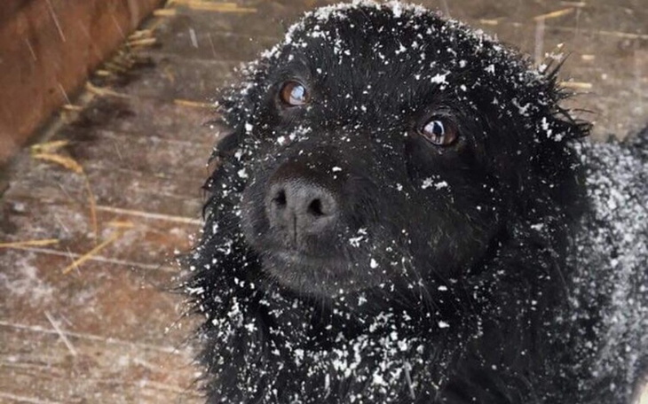 Zbiórka Słoma w budach zimą to życie - zdjęcie główne
