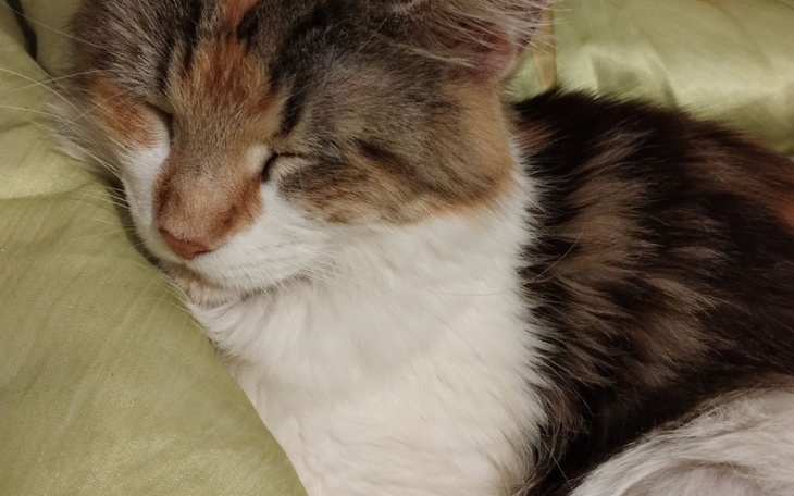 Zbiórka Wesprzyj hodowlę kotów - zdjęcie główne