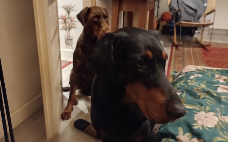 Dwa psy w domu, jeden z nich w tle, drugi na pierwszym planie.