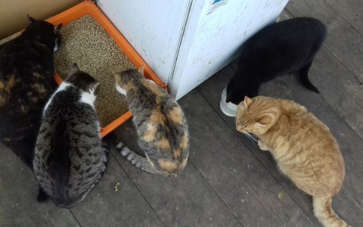 Zbiórka Koty z Magdalenowa w potrzebie - zdjęcie główne