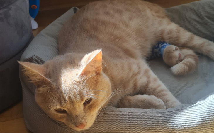 Zbiórka Leczenie złamania Biszkopta - zdjęcie główne