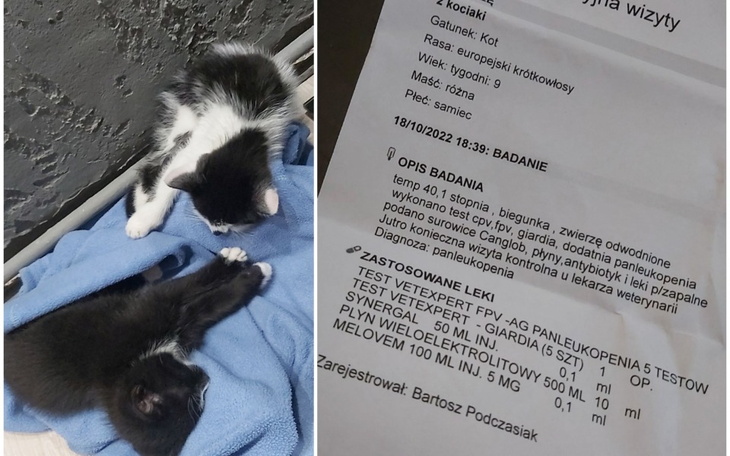 Zbiórka Porzucone chore kocięta - zdjęcie główne