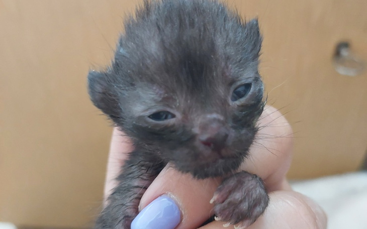 Zbiórka Ratujmy Lulkę - zdjęcie główne