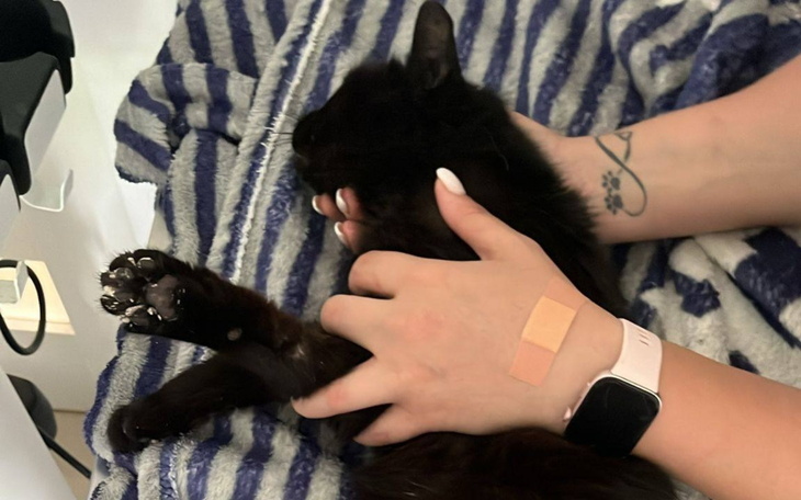 Czarny kot w objęciach, z widocznymi pazurami i bandażem na ręce.