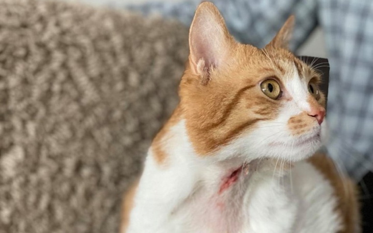 Zbiórka Budzio - pomoc dla rudaska - zdjęcie główne