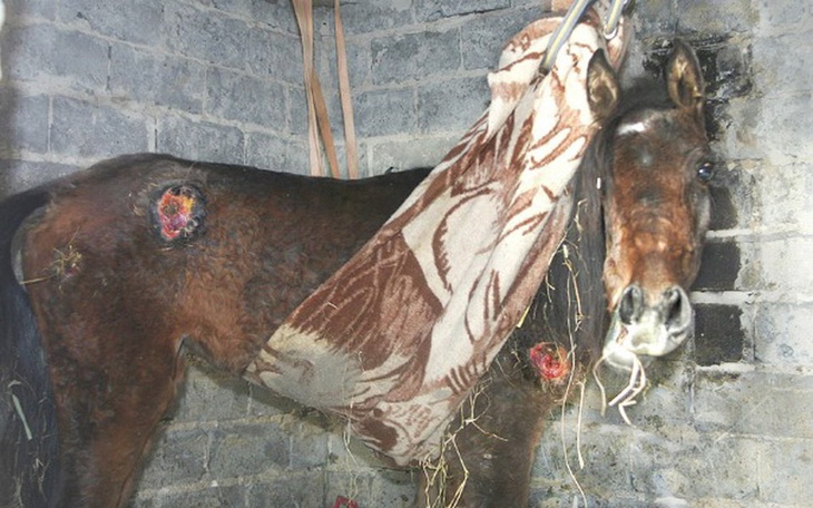 Zbiórka Klara chce żyć... - zdjęcie główne