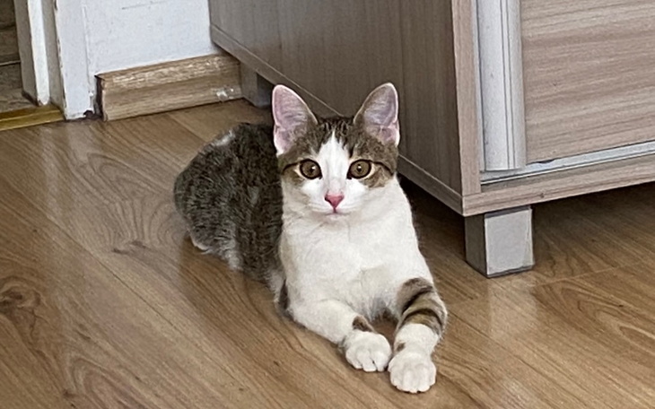 Zbiórka kastrację kotki Bardzo ważne - zdjęcie główne