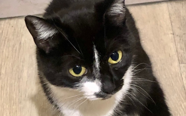 Zbiórka Nakarmimy kotki - zdjęcie główne