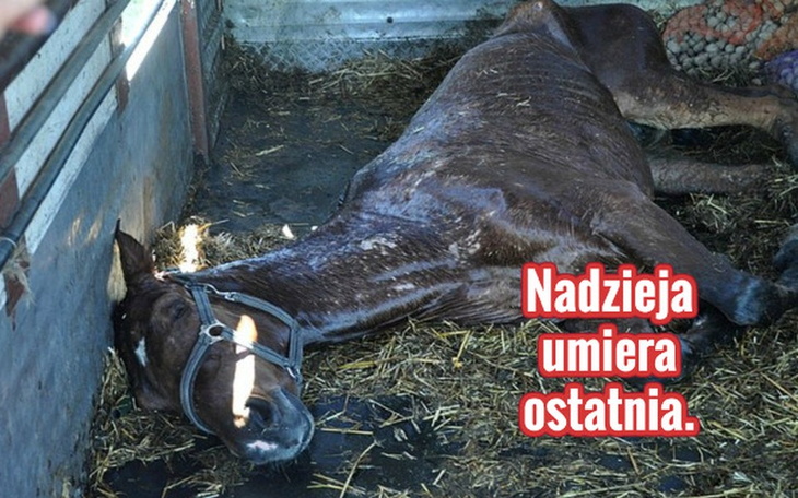 Zbiórka Nadzieja umiera ostatnia. - zdjęcie główne