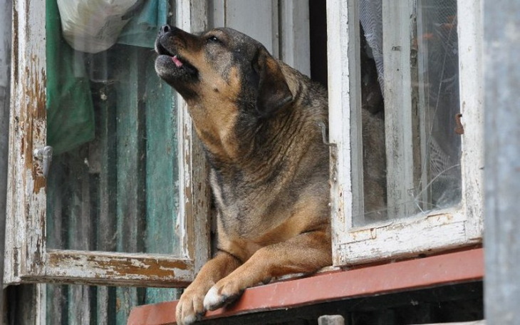 Zbiórka Okna dla Psiego Przytuliska - zdjęcie główne