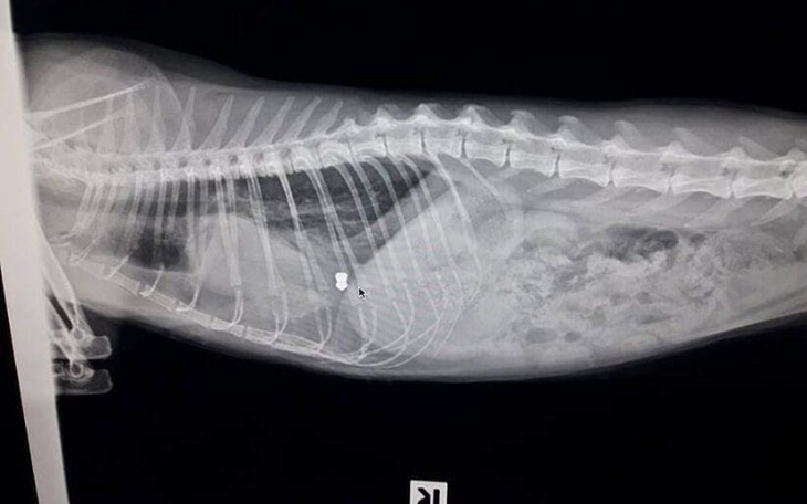 Zbiórka Żywa tarcza.. - zdjęcie główne