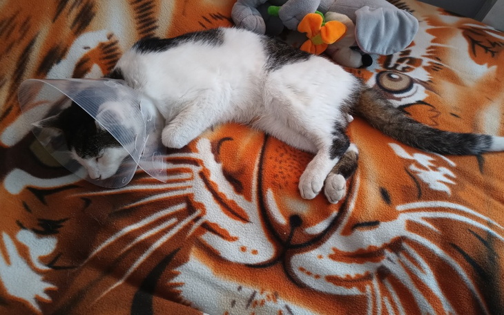 Zbiórka Zbiórka na leczenie kociaka - zdjęcie główne