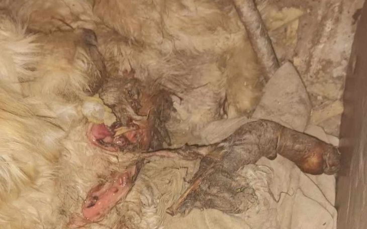 Zraniony pies, potrzebujący natychmiastowej interwencji.