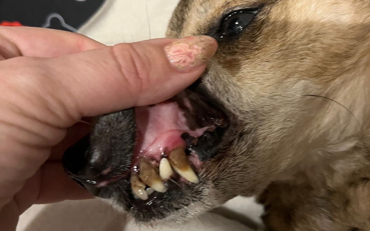 Zbliżenie na pysk psa, z widocznymi zębami.