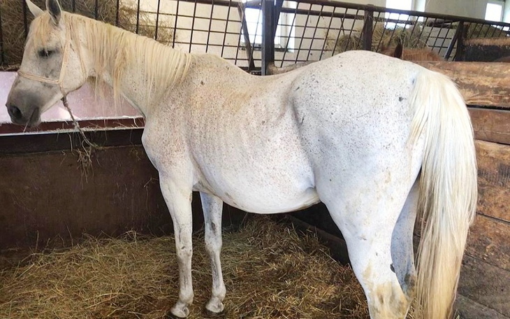 Zbiórka Ratunek dla klaczy ... - zdjęcie główne