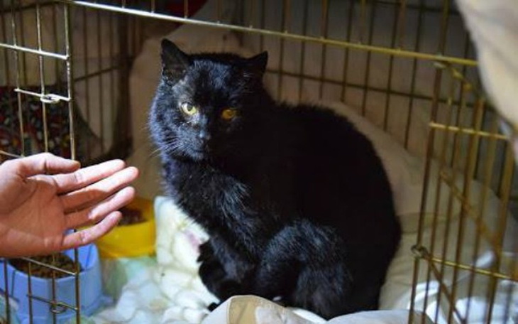 Czarny kot w klatce, patrzy na rękę zbliżającą się do niego.