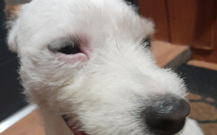 Zbiórka Pomóż pieskowi na lepszy wzrok - zdjęcie główne