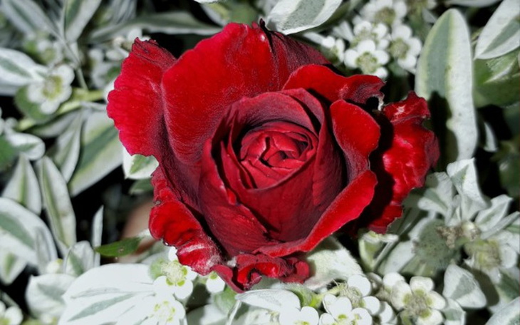 Zbiórka Gonię za marzeniami - zdjęcie główne