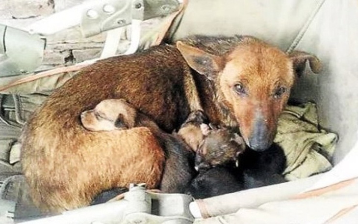 Zbiórka Wspomóż bezdomne zwierzęta - zdjęcie główne