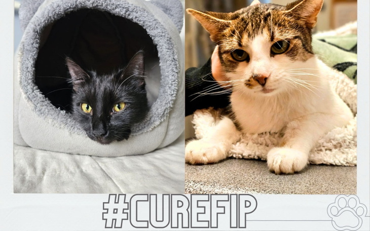 Zbiórka Zoya i Mania walczą o życie - zdjęcie główne