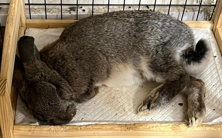 Smutny królik leżący w drewnianej klatce.