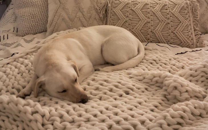 Zbiórka Misiek zbiera na zwierzaki - zdjęcie główne