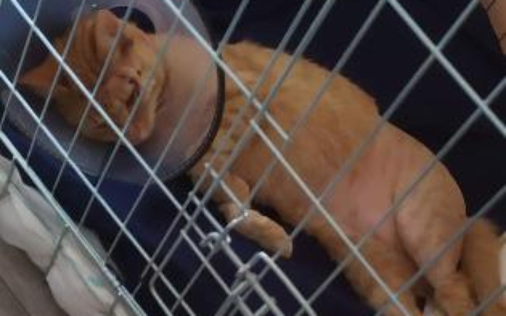 Zbiórka Daj mi szanse chodzić - zdjęcie główne