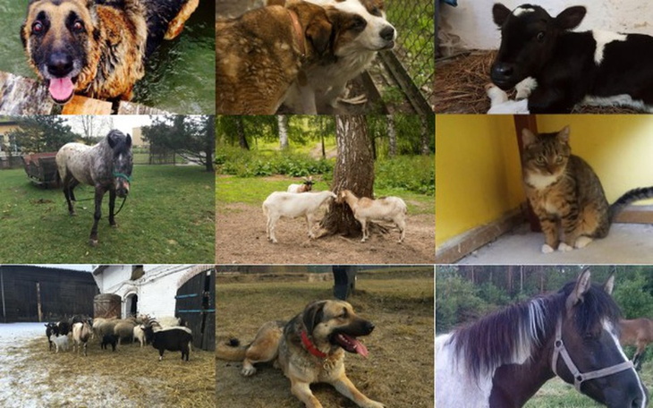 Zbiórka Nakarm Klewki - zdjęcie główne