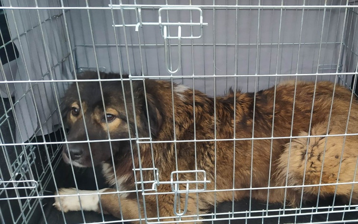 Zbiórka Pola - WYRZUCONA przed świętami - zdjęcie główne