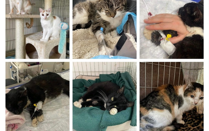 Zbiórka Szpitalik dla kotów - zdjęcie główne