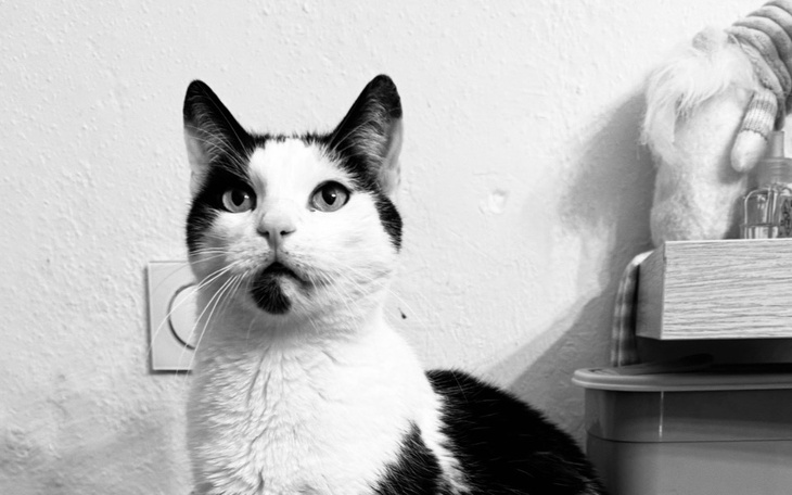 Informacja o kocie Edi, potrzebującym jedzenia i leczenia.