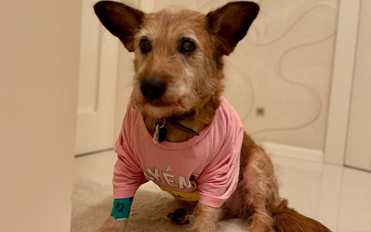 Pies w różowej koszulce, siedzący na podłodze w domu.