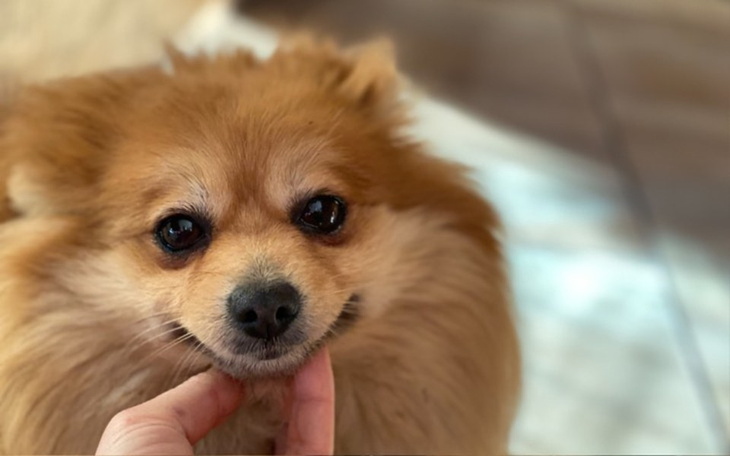 Zbiórka Pomoc dla trzech szpicek - zdjęcie główne